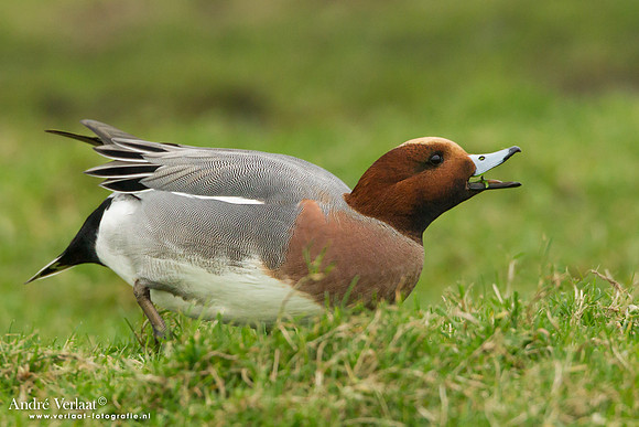 Smient / Wigeon - Zeevang