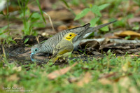 Sikkeloorhoningeter / Yellow-tinted Honeyeater