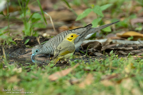 Sikkeloorhoningeter / Yellow-tinted Honeyeater - Edith Falls NT