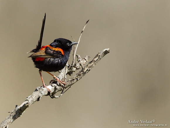 Roodrugelfje / Red-backed Fairy-wren - Noosa