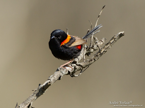 Roodrugelfje / Red-backed Fairy-wren - Noosa