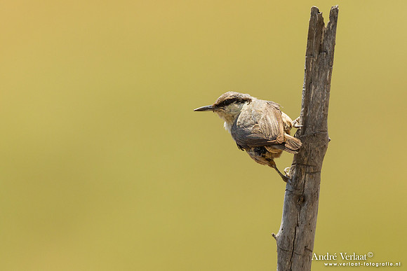 Rotsklever / Western Rock Nuthatch - Lesvos
