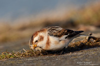 Sneeuwgors / Snow Bunting - Oesterdam