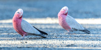 Roze Kaketoe / Galah - Alice Springs NT