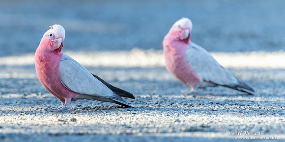 Roze Kaketoe / Galah - Alice Springs NT
