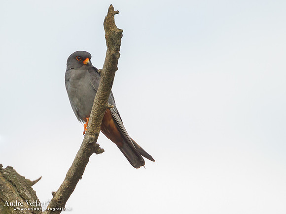 Roodpootvalk / Red-footed Falcon - Hortobagyi Nemzeti Park