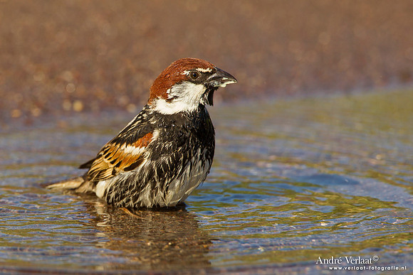 Spaanse Mus / Spanish Sparrow - Lesvos
