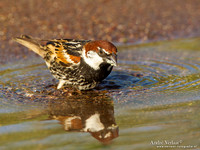 Spaanse Mus / Spanish Sparrow - Lesvos