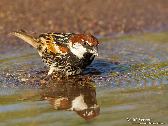 Spaanse Mus / Spanish Sparrow - Lesvos