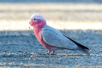Roze Kaketoe / Galah - Alice Springs NT