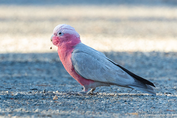 Roze Kaketoe / Galah - Alice Springs NT