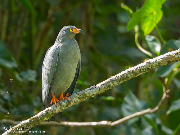 Slanksnavelwouw / Slender-billed Kite - Commewijne