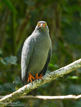 Slanksnavelwouw / Slender-billed Kite - Commewijne