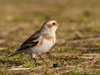 Sneeuwgors / Snow Bunting - Oesterdam