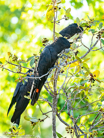 Roodstaartraafkaketoe / Red-tailed Black-Cockatoo - Umbrawarra Gorge Nature Park