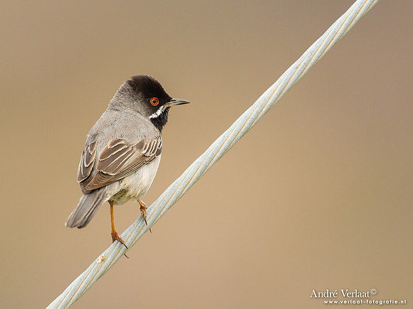 Rüppells Grasmus / Rüppell's Warbler - Lesvos