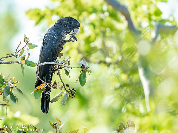 Roodstaartraafkaketoe / Red-tailed Black-Cockatoo - Umbrawarra Gorge Nature Park