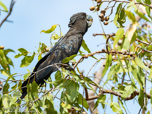 Roodstaartraafkaketoe / Red-tailed Black-Cockatoo - Jabiru NT