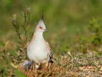 Spitskuifduif / Crested Pigeon - Lake Atkinson