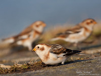 Sneeuwgors / Snow Bunting - Oesterdam