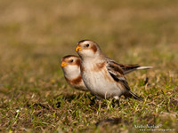 Sneeuwgors / Snow Bunting - Oesterdam