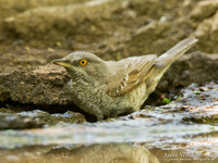 Sperwergrasmus / Barred Warbler - Tiszagyenda