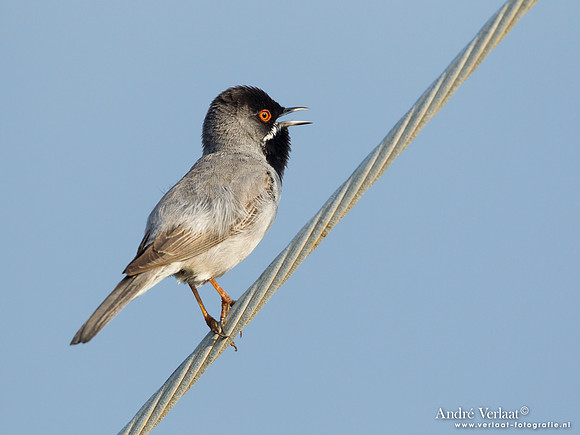 Rüppells Grasmus / Rüppell's Warbler - Lesvos