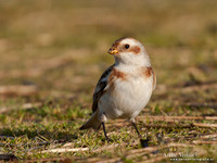 Sneeuwgors / Snow Bunting - Oesterdam