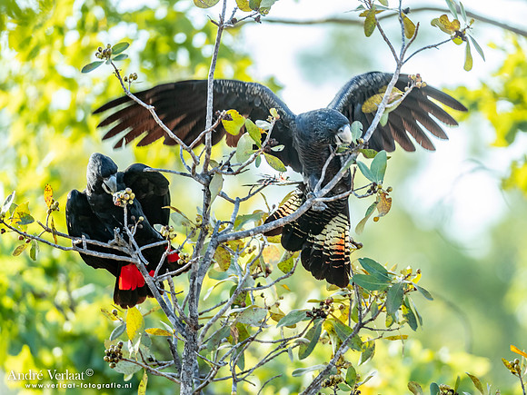 Roodstaartraafkaketoe / Red-tailed Black-Cockatoo - Umbrawarra Gorge Nature Park