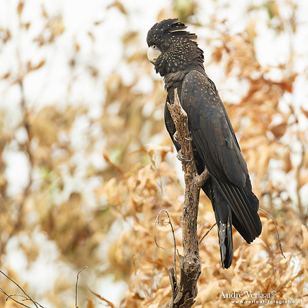 Roodstaartraafkaketoe / Red-tailed Black-Cockatoo - Leaning Tree Lagoon NT