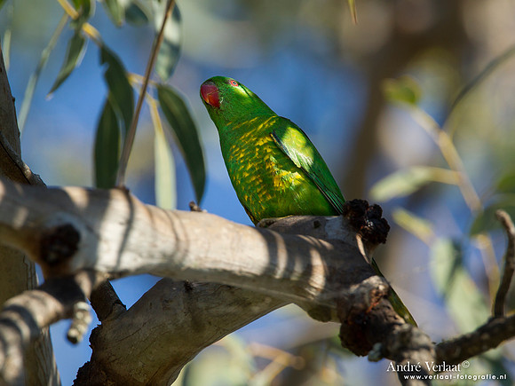 Schubbenlori / Scaly-breasted Lorikeet - Lake Atkinson
