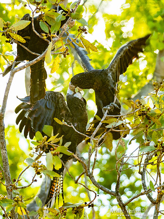 Roodstaartraafkaketoe / Red-tailed Black-Cockatoo - Umbrawarra Gorge Nature Park