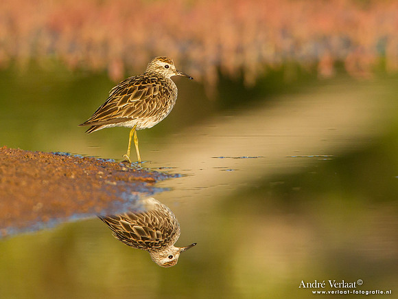 Siberische Strandloper / Sharp-tailed Sandpiper - Bowra Sanctuary