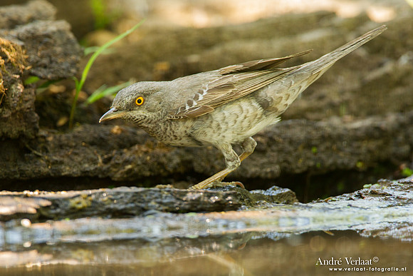 Sperwergrasmus / Barred Warbler - Tiszagyenda
