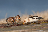 Sneeuwgors / Snow Bunting - Oesterdam