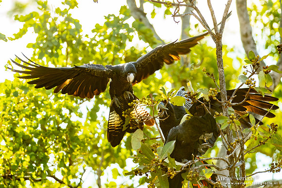 Roodstaartraafkaketoe / Red-tailed Black-Cockatoo - Umbrawarra Gorge Nature Park