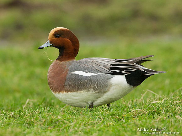 Smient / Wigeon - Zeevang