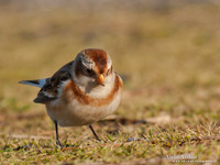 Sneeuwgors / Snow Bunting - Oesterdam