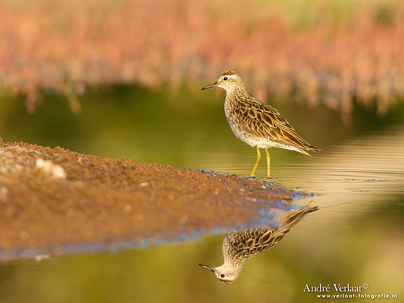 Siberische Strandloper / Sharp-tailed Sandpiper - Bowra Sanctuary