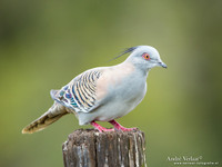 Spitskuifduif / Crested Pigeon - Highfields