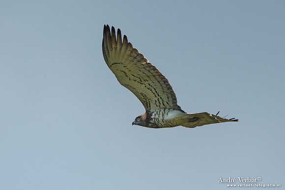 Slangenarend / Short-toed Snake Eagle - Lesvos