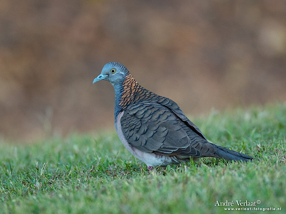 Roodnekzebraduif / Bar-shouldered Dove - Pine Creek NT