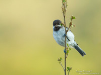 Rouwmees / Sombre Tit