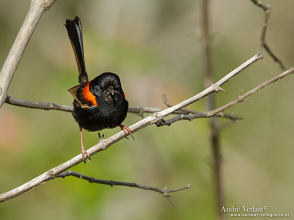 Roodrugelfje / Red-backed Fairy-wren - Noosa