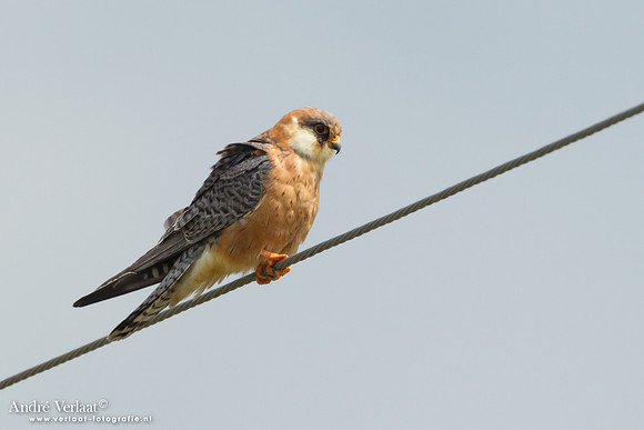 Roodpootvalk / Red-footed Falcon - Lesvos