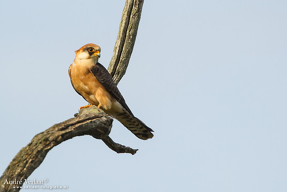Roodpootvalk / Red-footed Falcon - Hortobagyi Nemzeti Park