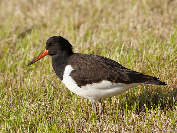 Scholekster / Oystercatcher - Zeevang