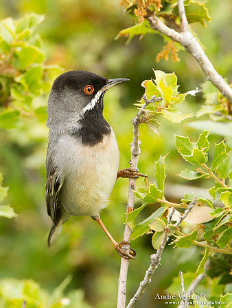 Rüppells Grasmus / Rüppell's Warbler - Lesvos