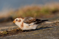 Sneeuwgors / Snow Bunting - Oesterdam
