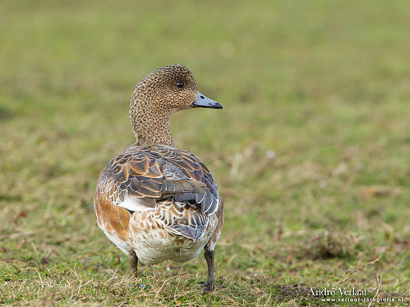 Smient / Wigeon - Zeevang
